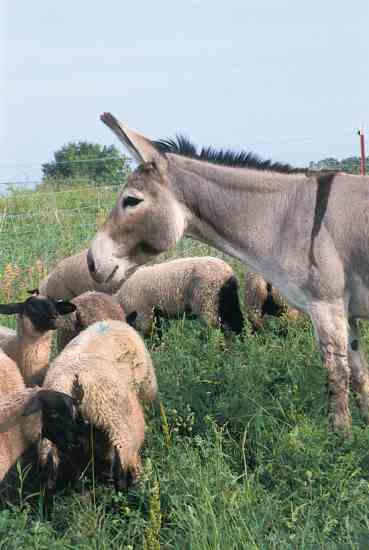 Jenny the Guard Donkey protects sheep.